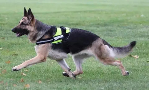 A German Shepherd wearing a BrilliantK9 Ergonomic Dog Harness for large dogs (50–80 lbs) runs across a grassy field.