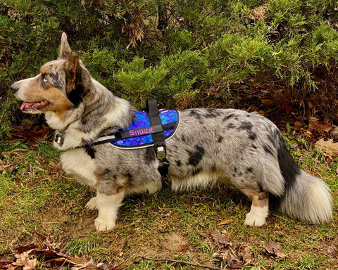 A merle-coated corgi wearing the BrilliantK9 Ergonomic Dog Harness for large dogs (50–80 lbs) stands on grass near leafy bushes, looking left with its mouth slightly open.