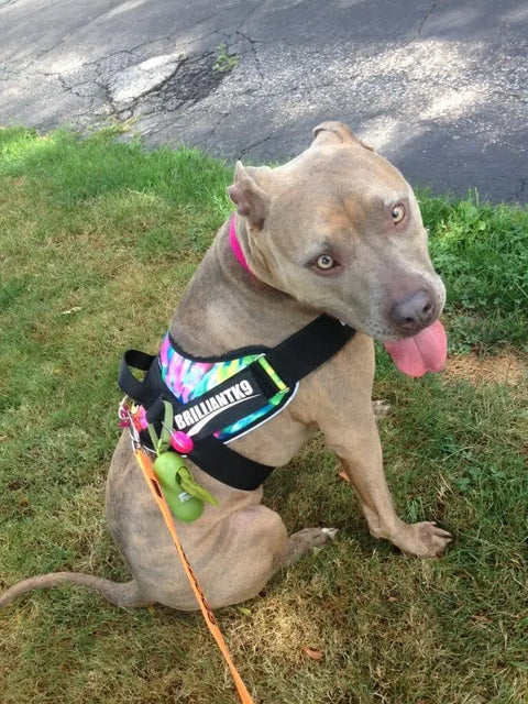 A gray pit bull in a BrilliantK9 Ergonomic Dog Harness for large dogs (50–80 lbs) by BrilliantK9 sits on grass, looking back with its tongue out. The harness features an adjustable chest strap, attached waste bags, and a leash; sidewalk behind.