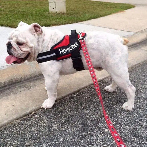 A white bulldog wearing a BrilliantK9 Ergonomic Dog Harness for large dogs (50–80 lbs), with a red leash attached, stands on the sidewalk near grass, looking to the side with its tongue out.