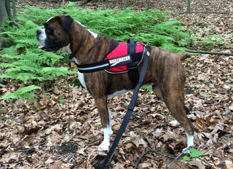 A brindle boxer wears a BrilliantK9 Ergonomic Dog Harness for Large Dogs (50–80 lbs) with an adjustable chest strap, standing alert on a leash amid green ferns and brown leaves in the forest.