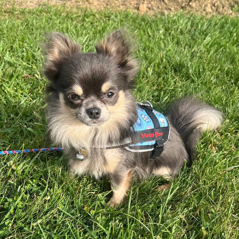A small, long-haired chihuahua wears the BrilliantK9 Ergonomic Dog Harness for little dogs (10lbs & under) by BrilliantK9 while sitting on green grass, its brown and gray fur glowing in sunlight with a colorful leash nearby.