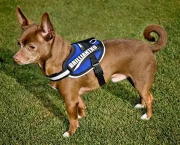 A small brown toy dog weighing 10 lbs or less wears a BrilliantK9 Ergonomic Dog Harness for Little Dogs, standing on green grass and looking to the left.