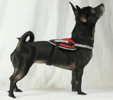 A small black toy breed dog stands alert on a white background, wearing the BrilliantK9 Ergonomic Dog Harness for little dogs 10lbs & under by BrilliantK9, featuring red and black colors with a reflective strip.