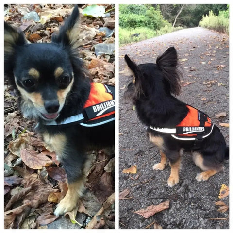 A small black and tan toy breed dog, wearing a BrilliantK9 Ergonomic Dog Harness for little dogs (10lbs & under), sits among dried leaves in one photo and on a paved trail in another, both times looking away from the camera.
