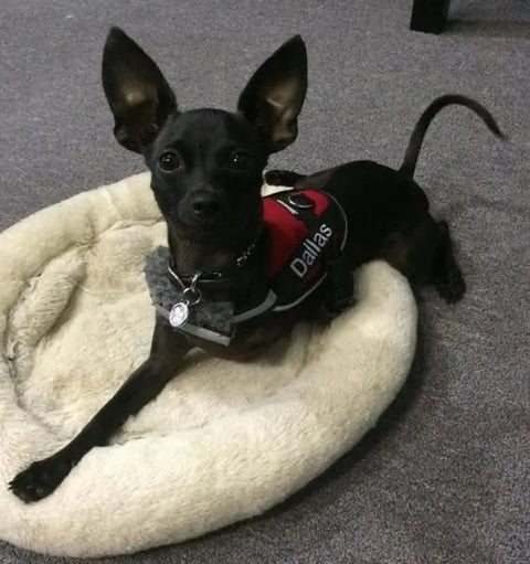 A small black dog with large ears wears a BrilliantK9 Ergonomic Dog Harness for little dogs (10 lbs & under), labeled Dallas, while lying on a round beige pet bed on a gray carpeted floor.
