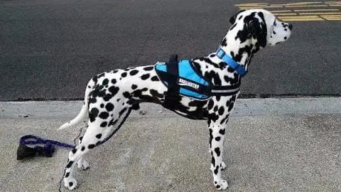 A Dalmatian stands alert on a sidewalk near a street, wearing the BrilliantK9 Ergonomic Dog Harness for medium dogs (20–45 lbs) by BrilliantK9, with its leash lying on the ground beside it.