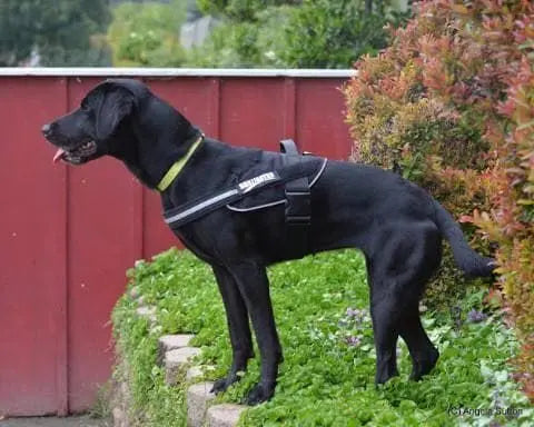 A black dog wearing a yellow collar and the BrilliantK9 Ergonomic Dog Harness for medium dogs stands on a grassy ledge near a red fence and green bushes, looking left with its tongue out.