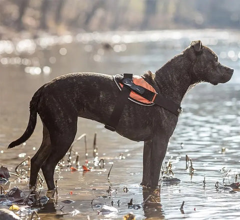 A black dog wearing the BrilliantK9 Ergonomic Dog Harness for medium dogs (20–45 lbs) stands in shallow river water, sunlight reflecting nearby and a natural wooded background.