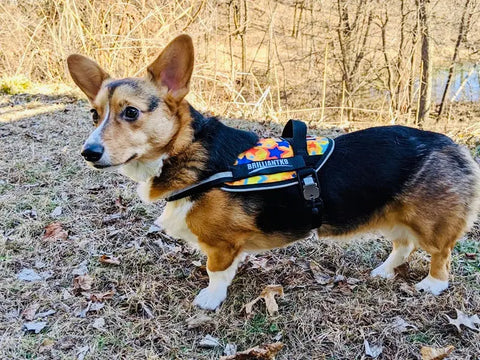 A tri-color corgi stands alert on dry grass, wearing the BrilliantK9 Medium Dog Harness—an ergonomic, no-pull harness for 20–45 lb dogs. Sunlight and bare trees complete the outdoor scene. Made in the USA by BrilliantK9.