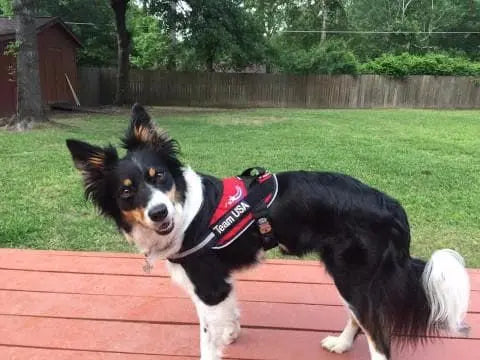 A black, white, and tan dog wearing a red BrilliantK9 Ergonomic Dog Harness for medium dogs (20-45 lbs) stands on a wooden deck in a backyard with green grass, trees, and a wooden fence.