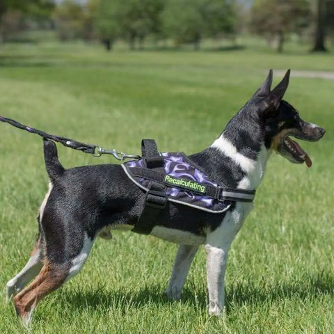 The image is distorted with blue and pink lines, making it hard to view the content. Visible are figures on a track—one appears to be adjusting a BrilliantK9 Ergonomic Dog Harness for medium dogs (20–45 lbs) by BrilliantK9.