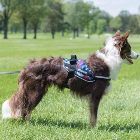 A brown and white dog wears a BrilliantK9 Ergonomic Dog Harness for medium dogs (20-45 lbs) while standing on green grass with trees in the background, looking to the right.