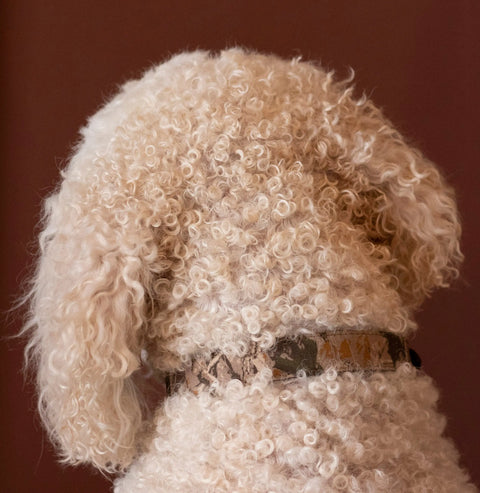 Camouflage Collar Auburn Leathercrafters  item