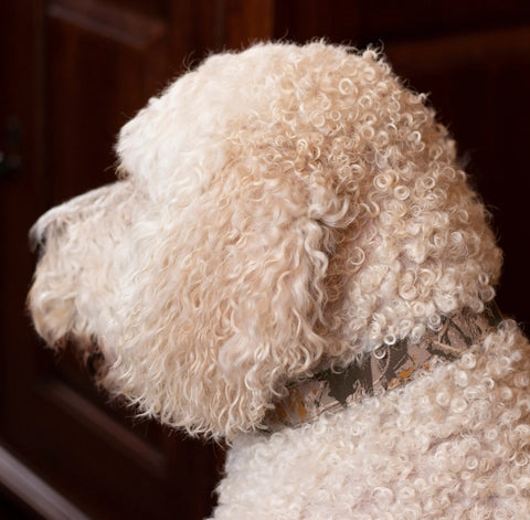 Camouflage Collar Auburn Leathercrafters  item