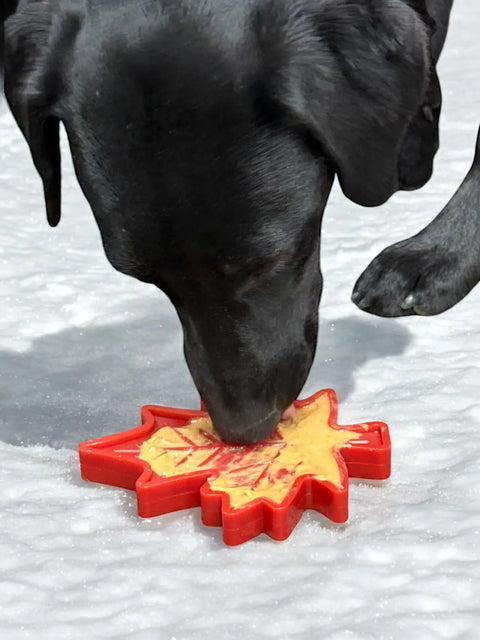 A black dog licks a SodaPup Canadian Maple Leaf EChew durable nylon dog chew toy with creamy yellow filling on snow. The vibrant red, maple leaf-shaped treat is veterinarian approved.