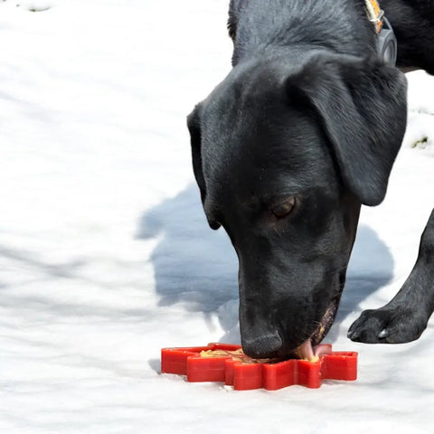 A black dog with a collar is licking a red, veterinarian-approved SodaPup Canadian Maple Leaf EChew Durable Nylon Dog Chew Toy placed on the snow.