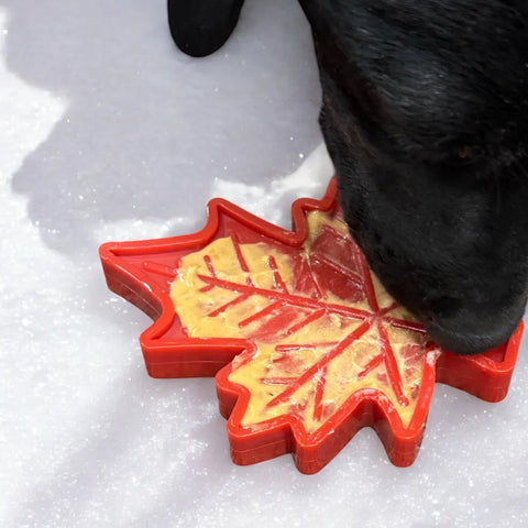 A black dog licks a SodaPup Canadian Maple Leaf EChew Durable Nylon Dog Chew Toy holding a yellowish treat, set on snow.