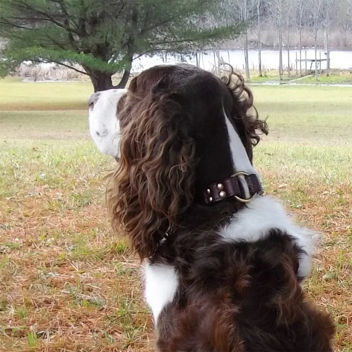 Center Ring Collar - Leather Auburn Leathercrafters  item