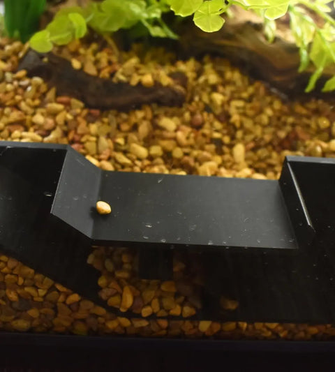 A close-up of an aquarium featuring brown gravel, green plants, and the Chatelet Aquarium Underground Tunnel by Chatelet Manufacturing (Black), with a small pebble on the tunnel for unique aquarium decor and hiding spots for fish and shrimp.