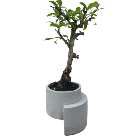 Chatelet Concrete Small Planter 4 Inch - Abstract Design | Made in USA Chatelet Manufacturing   19.95 Default Title