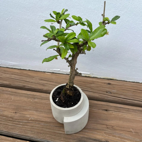 Chatelet Concrete Small Planter 4 Inch - Abstract Design | Made in USA Chatelet Manufacturing 