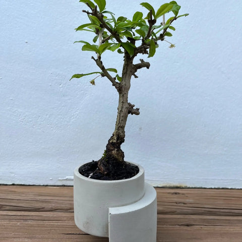 Chatelet Concrete Small Planter 4 Inch - Abstract Design | Made in USA Chatelet Manufacturing 