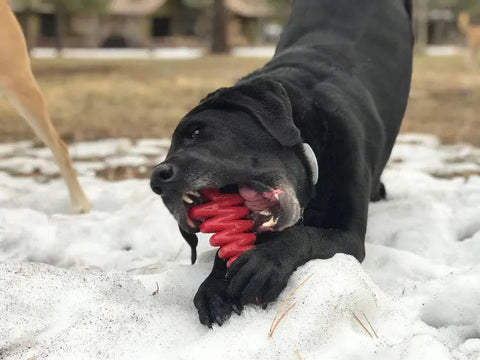A black dog lies in the snow, playfully chewing on a SodaPup Christmas Tree Ultra Durable Nylon Dog Chew Toy—ideal for aggressive chewers—with its front paws gripping the toy. Another dogs legs appear in the background.