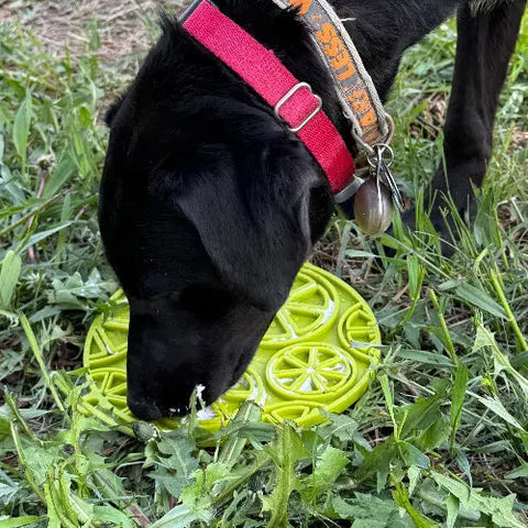 Citrus Design 8 Inch Pet Lick Mat With Suction Cups – Made in USA SodaPup  EMAT