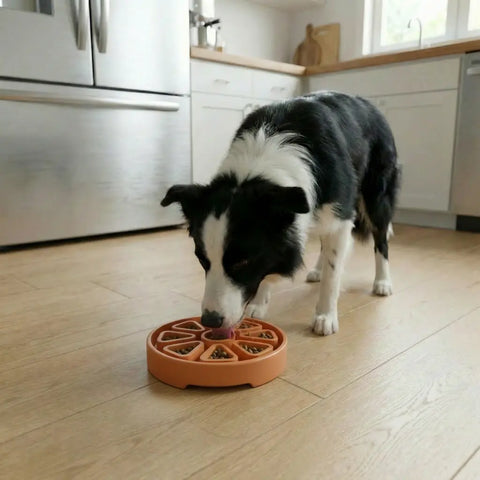 Citrus Softie ETray Shallow Slow Feeder Dog Bowl |  USA Made SodaPup  ETRAY