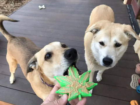 Two tan dogs stand on a wooden porch. One bites a SodaPup Colorado Maple Leaf EChew Durable Nylon Dog Chew Toy held by a person, while the other watches. Made-in-USA dog toys are scattered nearby.