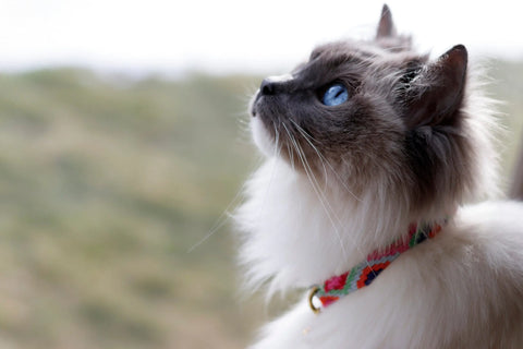 Colorful Cat Collar with Breakaway Safety Buckle – Adjustable Stylish Pet Accessory | Made in USA Auburn Leathercrafters  item