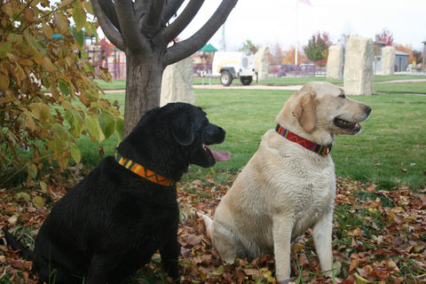 Colorful Hand-Woven Side-Release Dog Collar 1 Inch – Durable Nylon Backing | Made in USA Auburn Leathercrafters  item