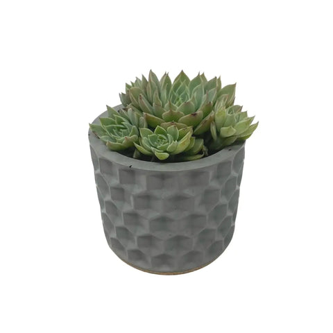 Concrete Hexagon Small Planter 3 Inch – Indoor Outdoor Decor | Made in USA Chatelet Manufacturing   19.95 Default Title