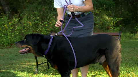 Cotton Rope Convertible Dog Harness and Leash Combo – Durable and Large Size | Made in USA Auburn Leathercrafters  item