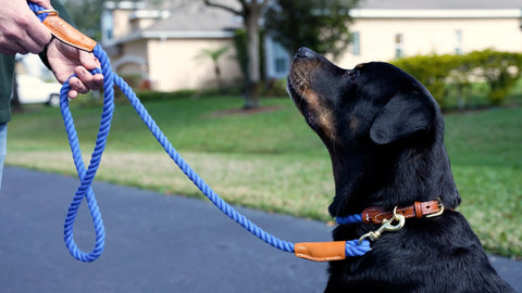 Cotton Rope Dog Collar With Genuine Chestnut Leather Accents – 1/2 Inch Diameter | Made in USA Auburn Leathercrafters  item
