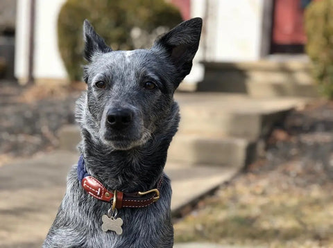 Cotton Rope Dog Collar With Leather Accents Auburn Leathercrafters  item