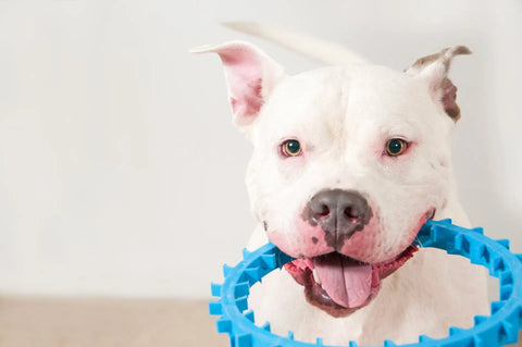 A happy white dog with light brown spots holds the Dentapup Dog Dental Toy - Blue by Dentapup in its mouth, looking at the camera with its tongue out against a plain background.
