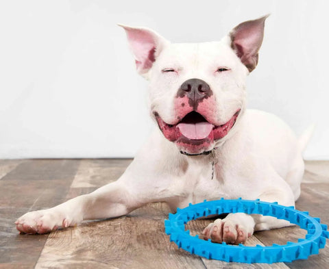 A happy white dog with a big smile lies on a wooden floor, one paw resting on the blue Dentapup Dog Dental Toy by Dentapup, with a white background behind it.