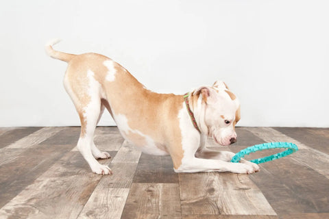 A tan and white dog with a green collar playfully bows on a wooden floor, focusing intently on the Dentapup Dog Dental Toy - Blue by Dentapup in front of it.