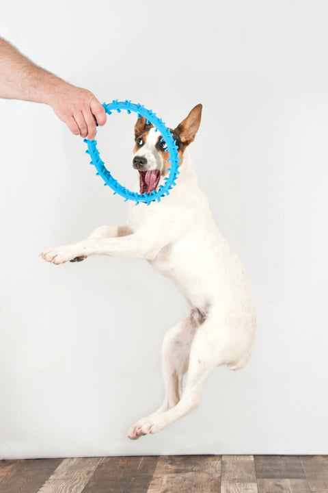 A white and brown dog leaps to bite the Dentapup Dog Dental Toy - Blue, held by a person. The dog’s mouth is open wide and its ears are perked up, eager for play and oral care with this Dentapup toy. Plain white background.