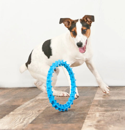 A playful dog with black and brown markings chases the Dentapup Dog Dental Toy - Blue by Dentapup across a wooden floor, making playtime fun while helping support good oral hygiene.