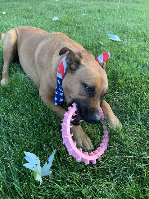 A brown dog wearing a stars-and-stripes bandana chews on the Dentapup Dog Dental Toy - Pink by Dentapup while lying on green grass with scattered leaves, promoting good dental hygiene for dogs.