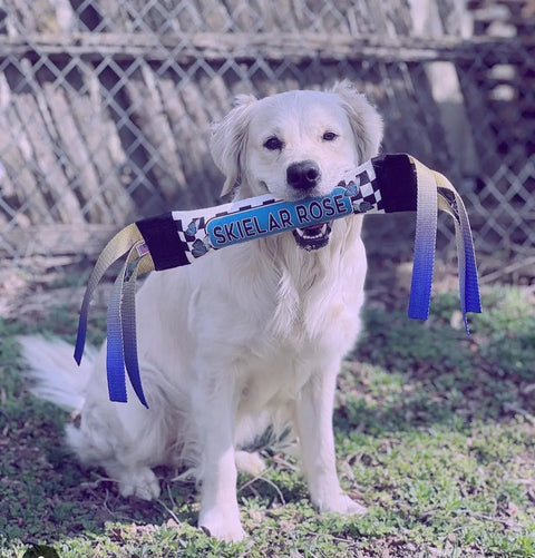 A white dog sits on grass holding a Dock Diving Bumper Tug - Competition Series Weighted - Checkers & Butterflies - Ombré by Bulletproof Pet Products Inc, with a chain-link fence and trees in the background, ideal for water retrieval training.