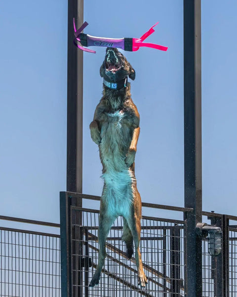 A brown dog leaps with its mouth open to catch the Bulletproof Pet Products Inc Dock Diving Bumper Tug - Competition Series Weighted - Princess, against a blue sky and metal fence backdrop.