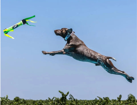 A brown dog leaps mid-air toward a Bulletproof Pet Products Inc Dock Diving Bumper Tug - Competition Series Weighted - Spicy Lemon Lime, set against a clear blue sky with grass below.