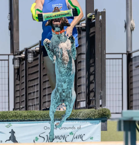A spotted dog leaps to catch a Bulletproof Pet Products Dock Diving Bumper Tug - Competition Series Weighted in Spicy Lemon Lime, held by a person in blue, outdoors with a fenced yard and blue sky in the background.