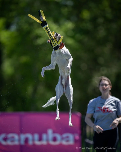 A white dog leaps to catch a yellow Dock Diving Bumper Tug - Competition Series Weighted by Bulletproof Pet Products Inc, as a person in a gray shirt stands nearby with a pink banner and outdoor background behind them.