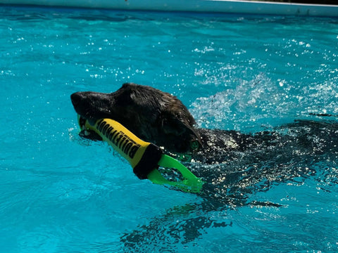 A black dog swims in a sparkling pool, holding the Bulletproof Pet Products Inc Dock Diving Bumper Tug - Competition Series Weighted - Customizable toy, its playful energy shining under the clear blue water.