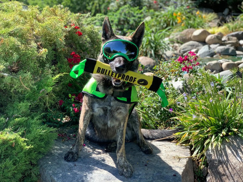 A dog in green goggles and harness sits on a stone among plants, holding a yellow and black Dock Diving Bumper Tug - Competition Series Weighted by Bulletproof Pet Products Inc in its mouth.